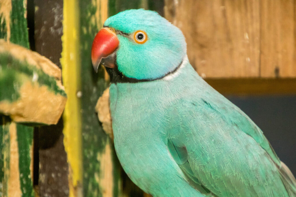 Ring-Neck