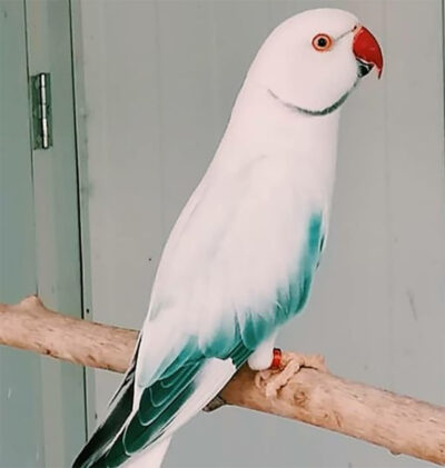 Ring Neck Azul Preço | Características e onde comprar