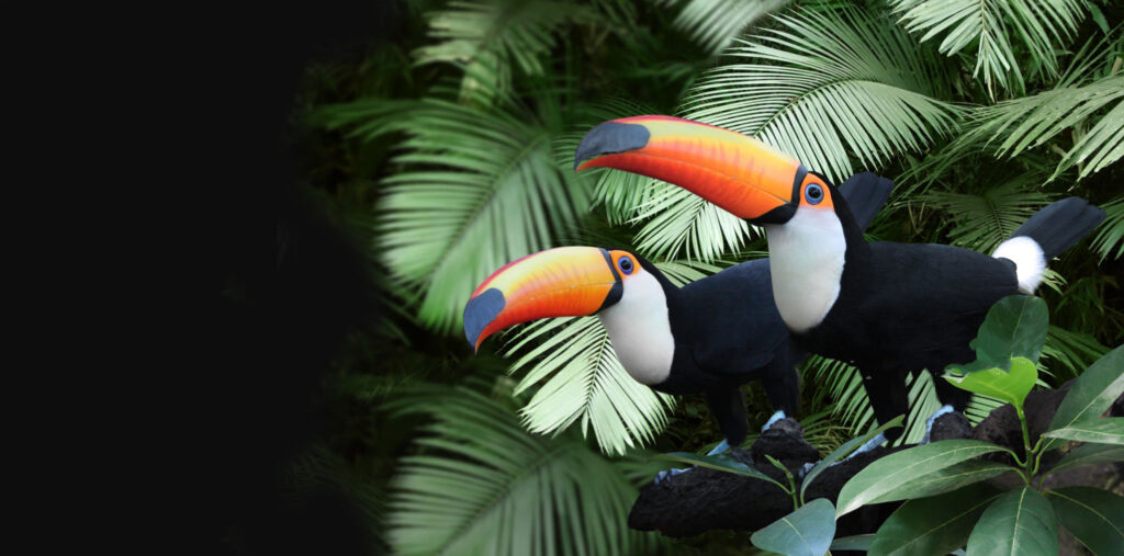 Tucano-Toco duas aves
