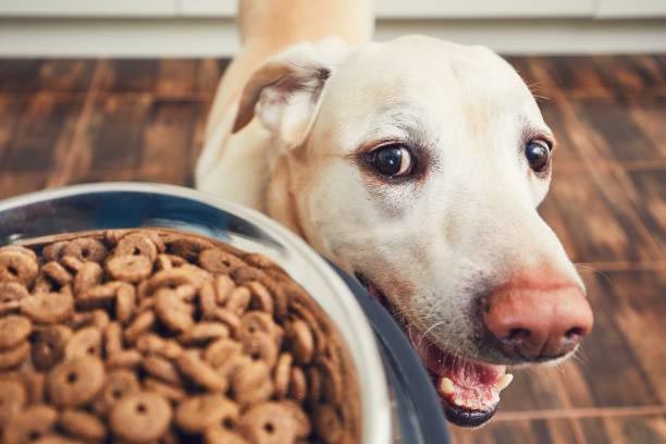 melhores rações para cachorros