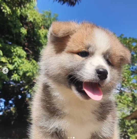 Akita filhote