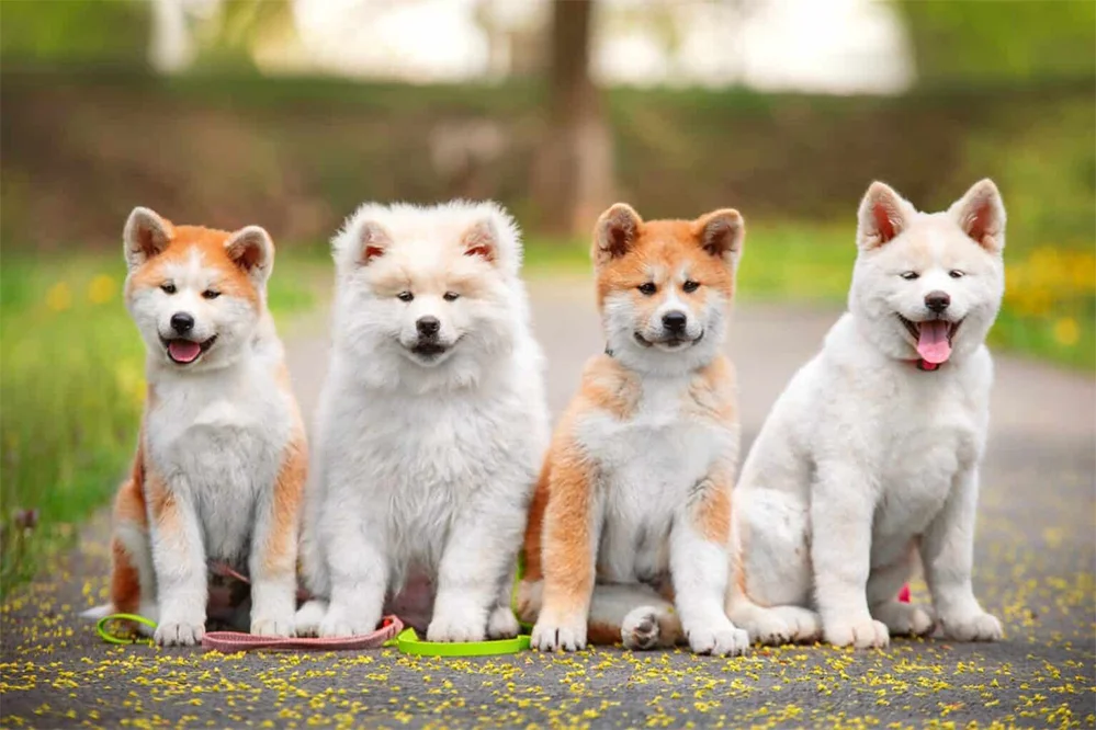 Akita cores variadas