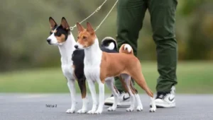 Basenji Conheça tudo sobre a raça