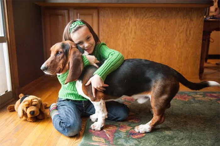 Basset Hound - Com Criança
