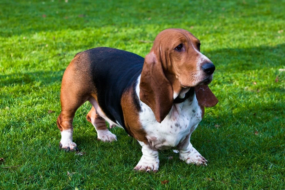 Basset Hound: Conheça tudo sobre a raça