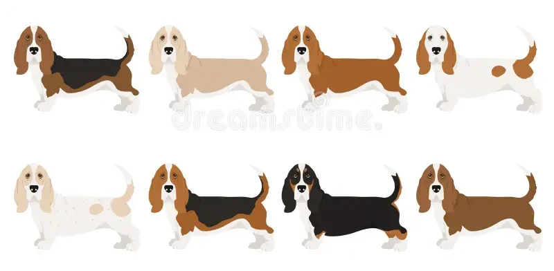 Basset Hound - Cores