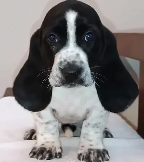 Basset Hound Filhote