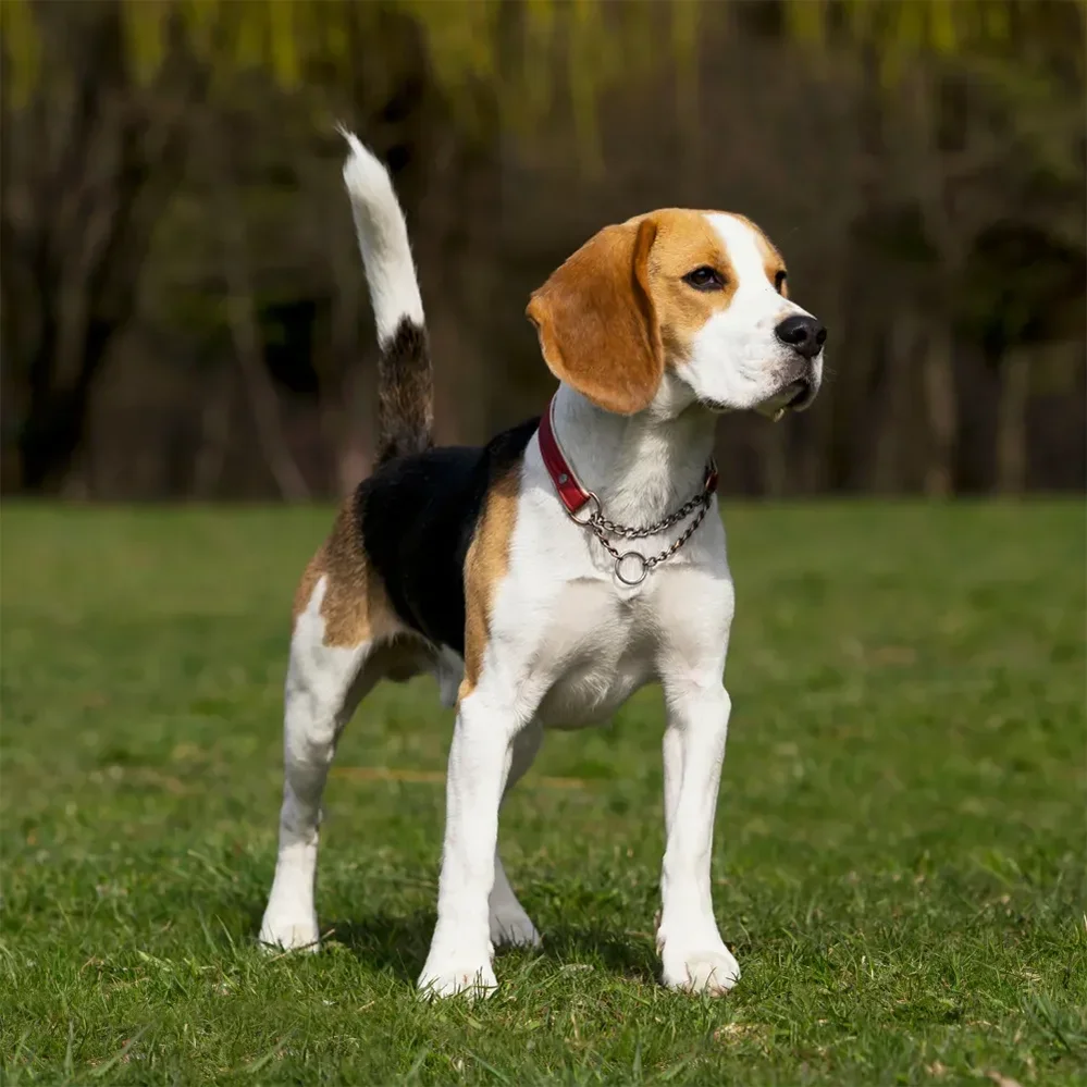 Beagle