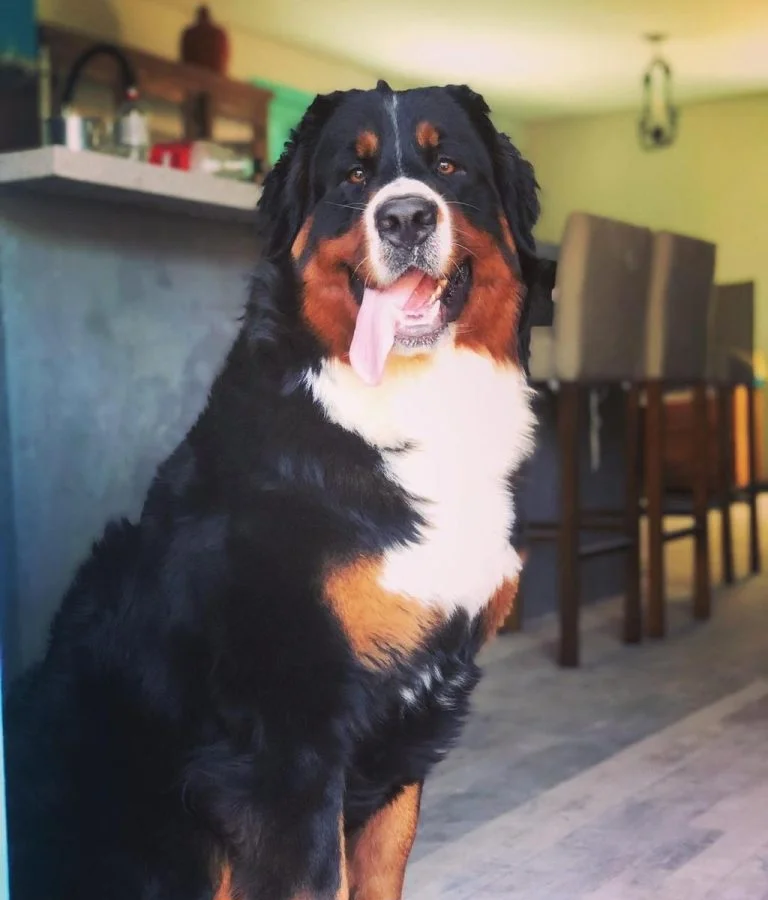 Bernese Mountain Dog (Boiadeiro de Berna): Conheça tudo sobre a raça