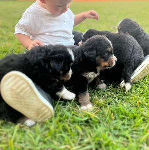 Bernese Mountain Dog (Boiadeiro de Berna)-Fofura