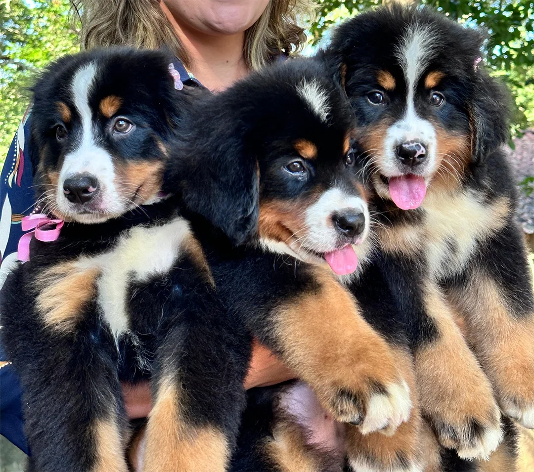 Bernese Mountain Dog (Boiadeiro de Berna)