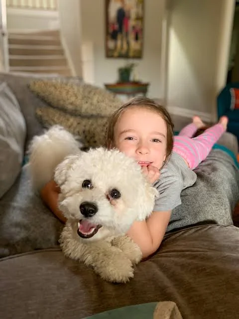 Bichon Frisé - Com Criança