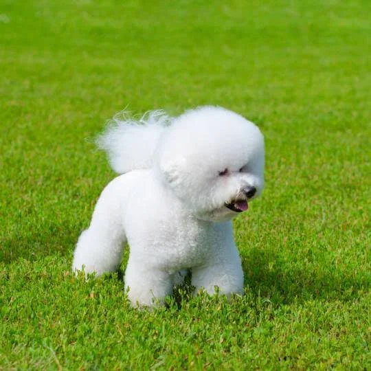 Bichon Frisé - Fofura