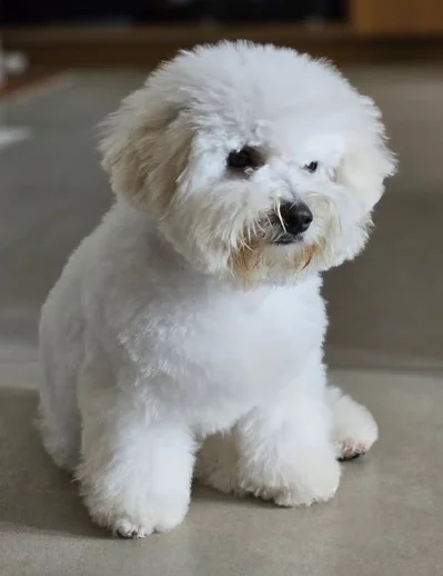Bichon Frisé - Saiba tudo sobre raça
