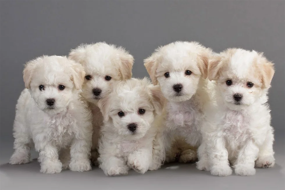 Bichon Frisé - Tipos