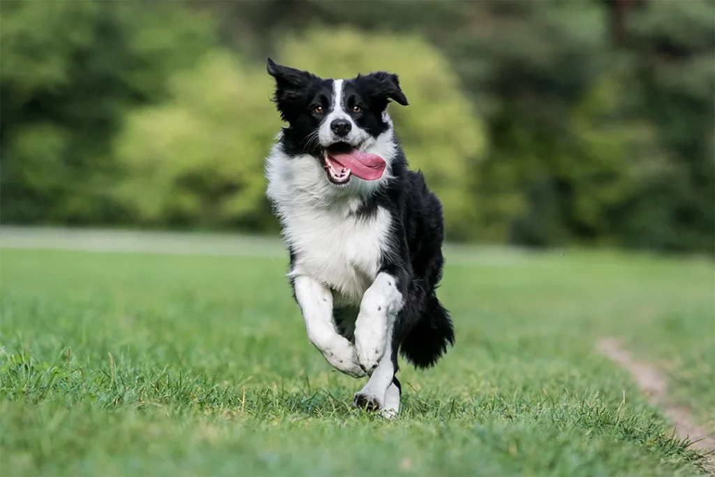 Border-Collie-correndo