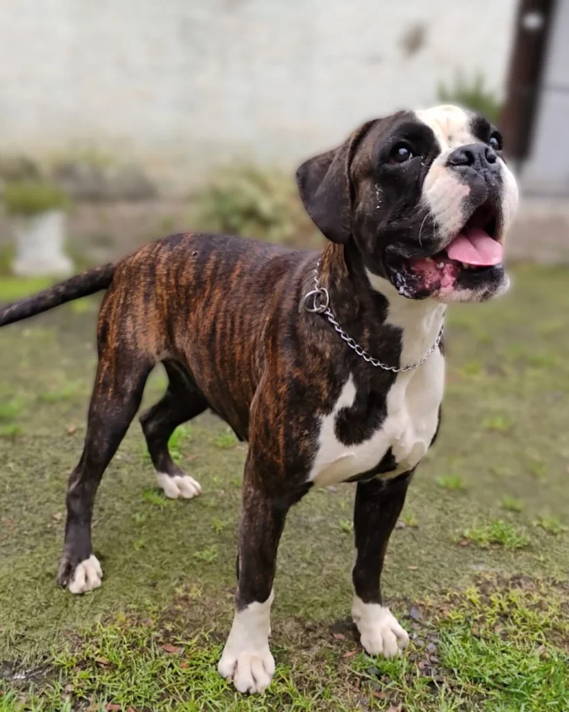 Boxer Conheça tudo sobre a raça