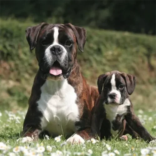 Boxer Fofura