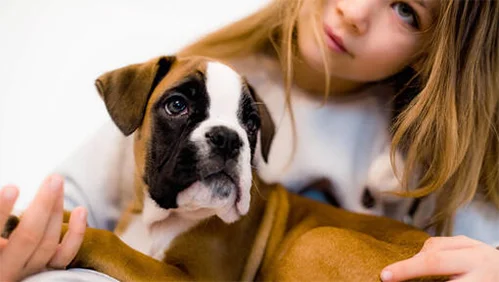 Boxer com crianças