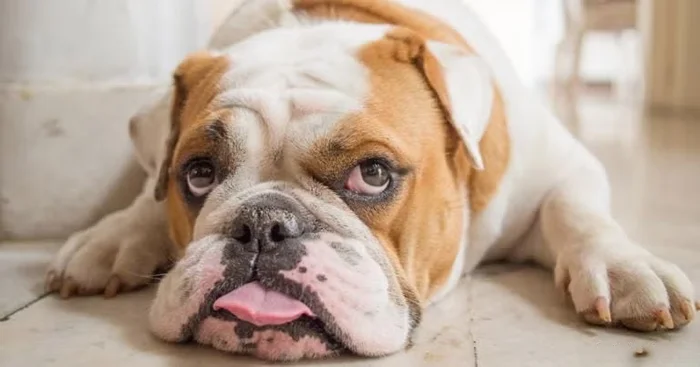 Buldogue Inglês conheça tudo sobre a raça