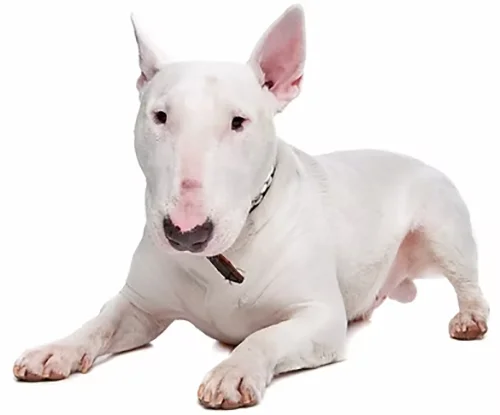 Bull Terrier: Conheça tudo sobre a raça