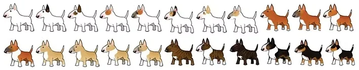 Bull Terrier-Cores Permitidas