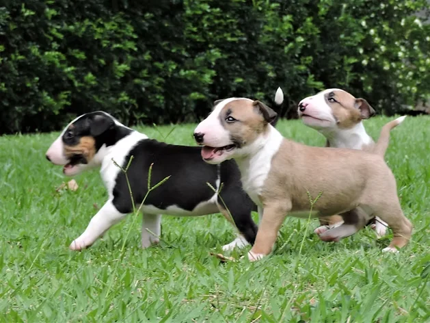 Bull Terrier-Filhotes