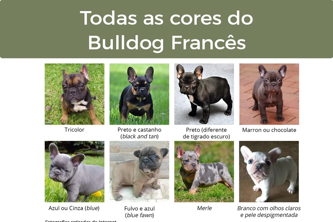 Bulldog Francês Cores