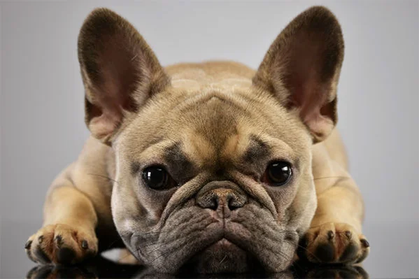 Bulldog Francês - Fofura