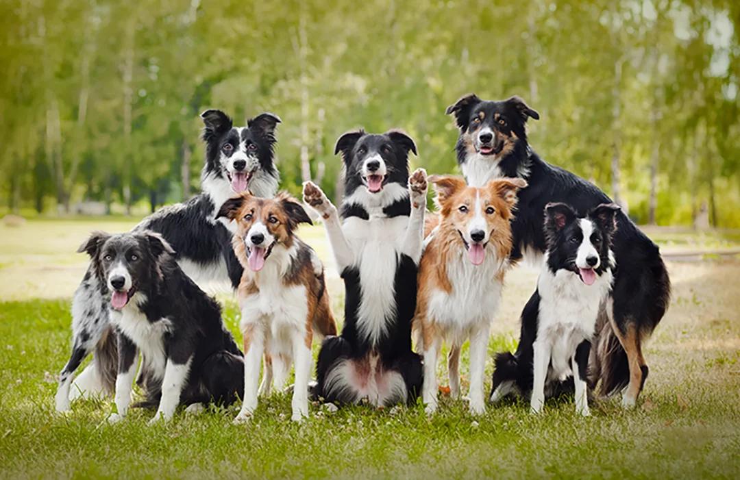 Cachorro Border Collie Tudo sobre raça