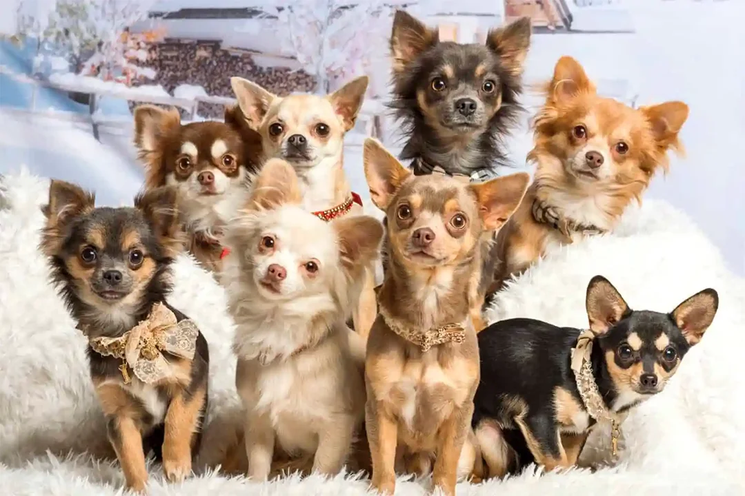 Chihuahua cores