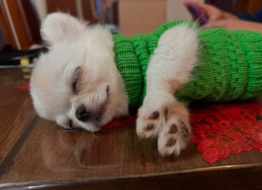 Chihuahua criança 