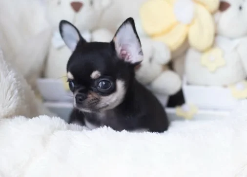 Chihuahua filhote