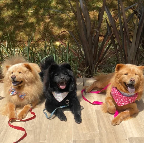 Chow Chow-Conheça tudo sobre a raça