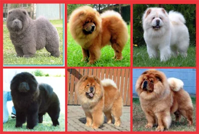 Chow Chow Cores