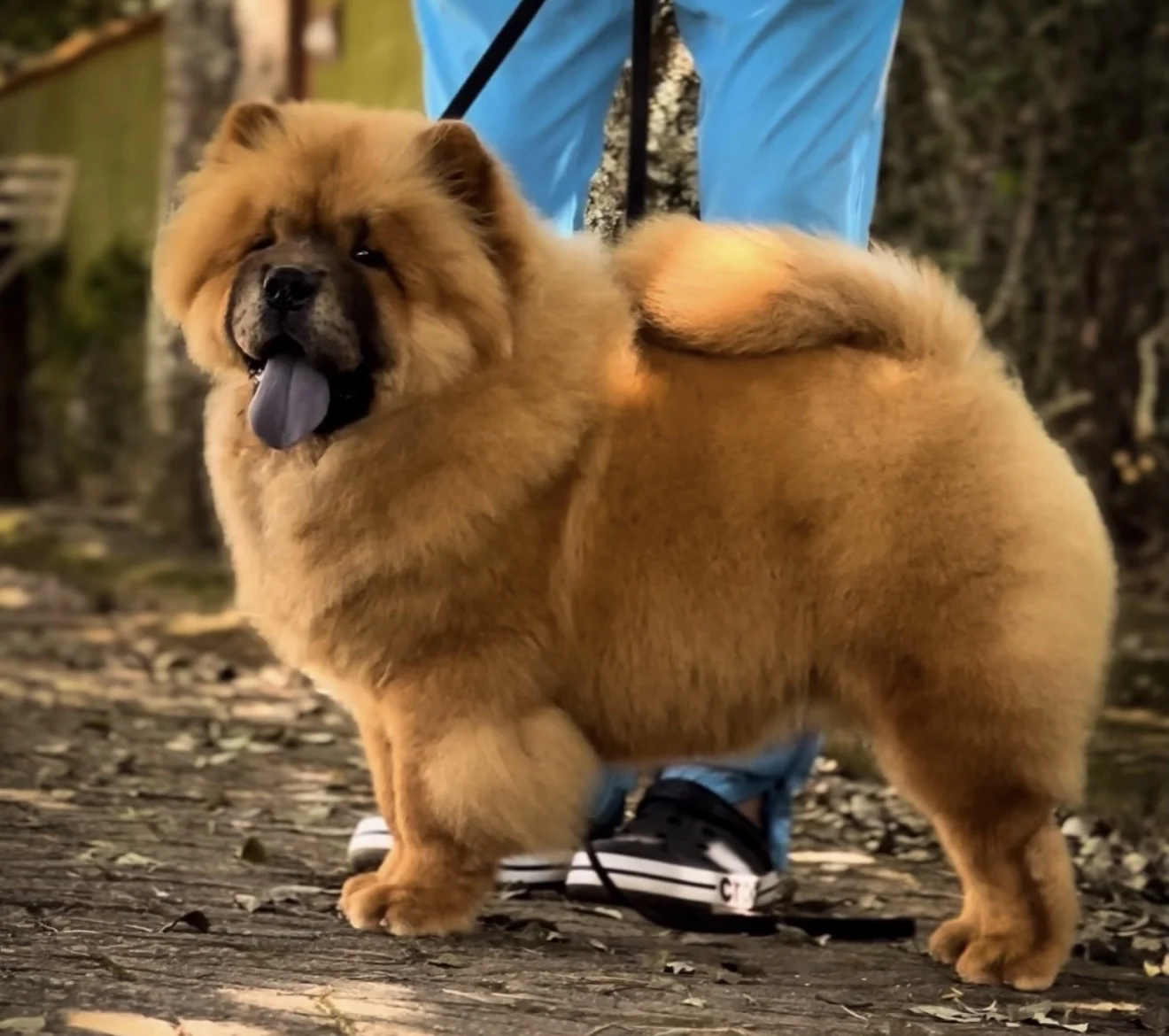 Chow Chow-Fofura