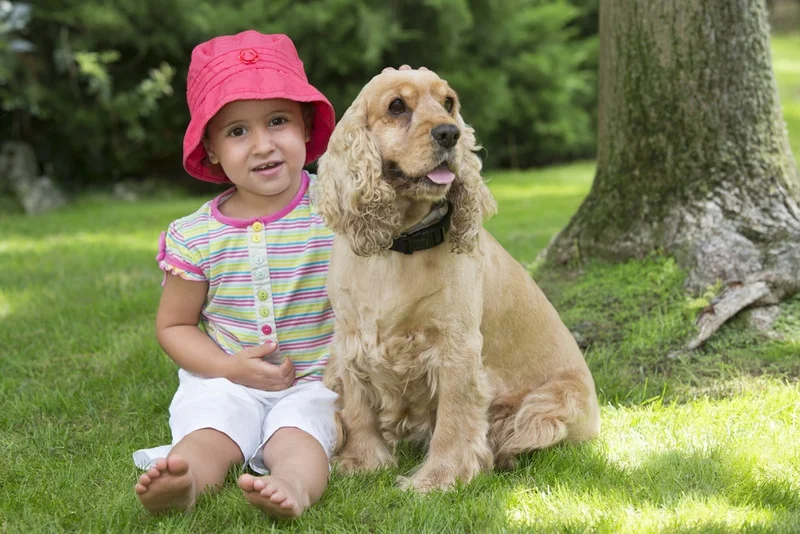 Cocker Spaniel Com Crianças