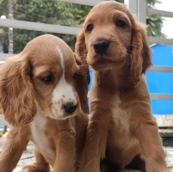 Cocker Spaniel Filhotes