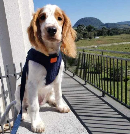 Cocker Spaniel Tudo Sobre a raça