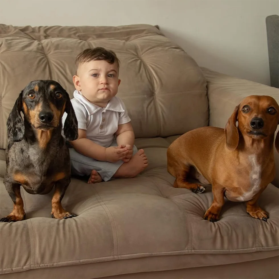 Dachshund (Salsicha)-Com-Crianças