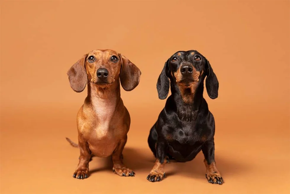 Dachshund (Salsicha)-Conheça tudo sobre a raça