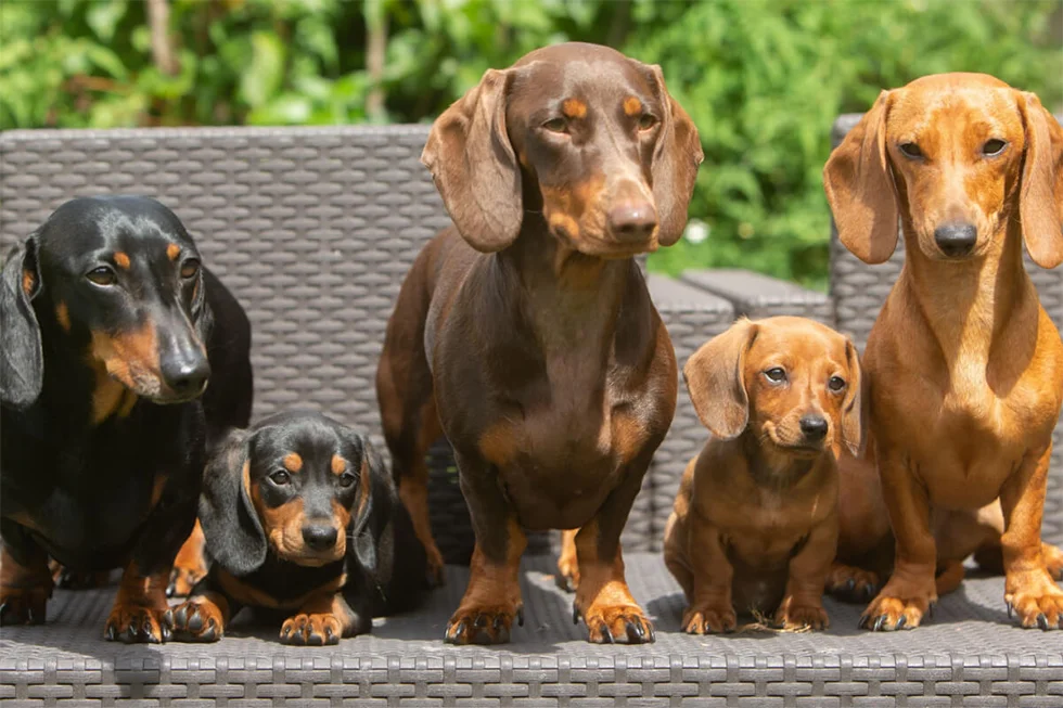 Dachshund (Salsicha)-Fofura