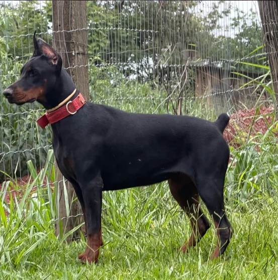 Doberman-Conheça tudo sobre a raça
