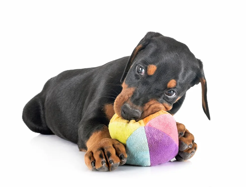 Doberman Filhote