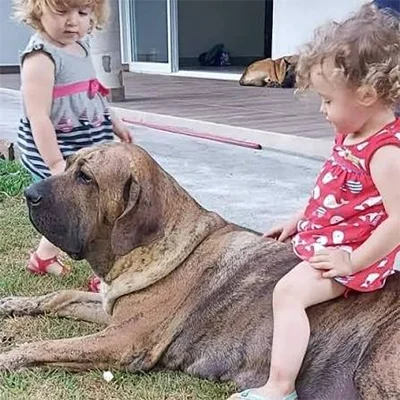 Fila Brasileiro-Com Crianças