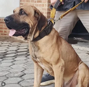 Fila Brasileiro-Conheça tudo sobre a raça