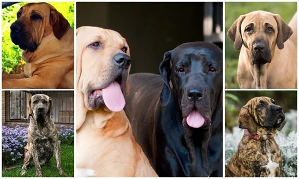 Fila Brasileiro Cores