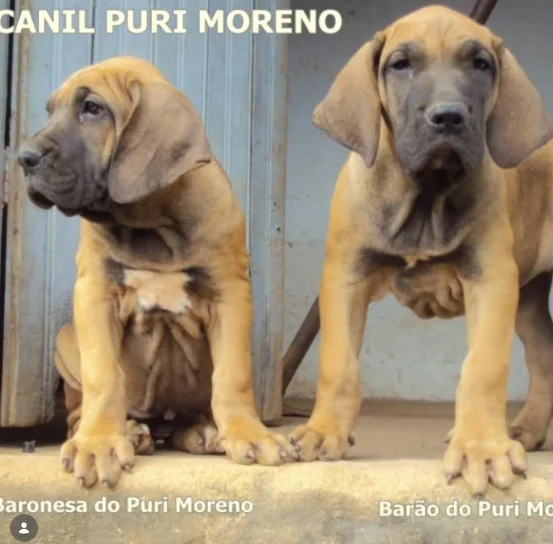 Fila Brasileiro-Filhotes