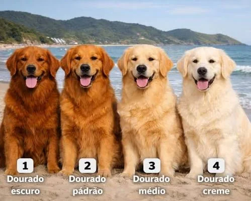 Golden Retriever -Cores