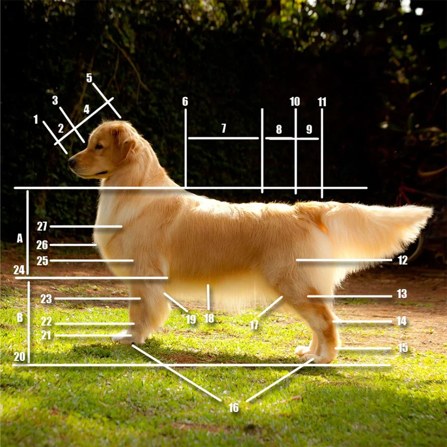 Golden Retriever-Fisico Ideal